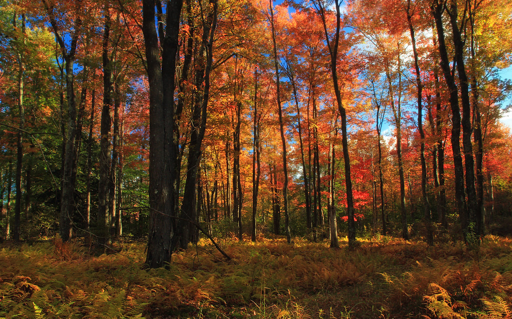 Autumn hardwood forest in full color on an Appalachian hillside