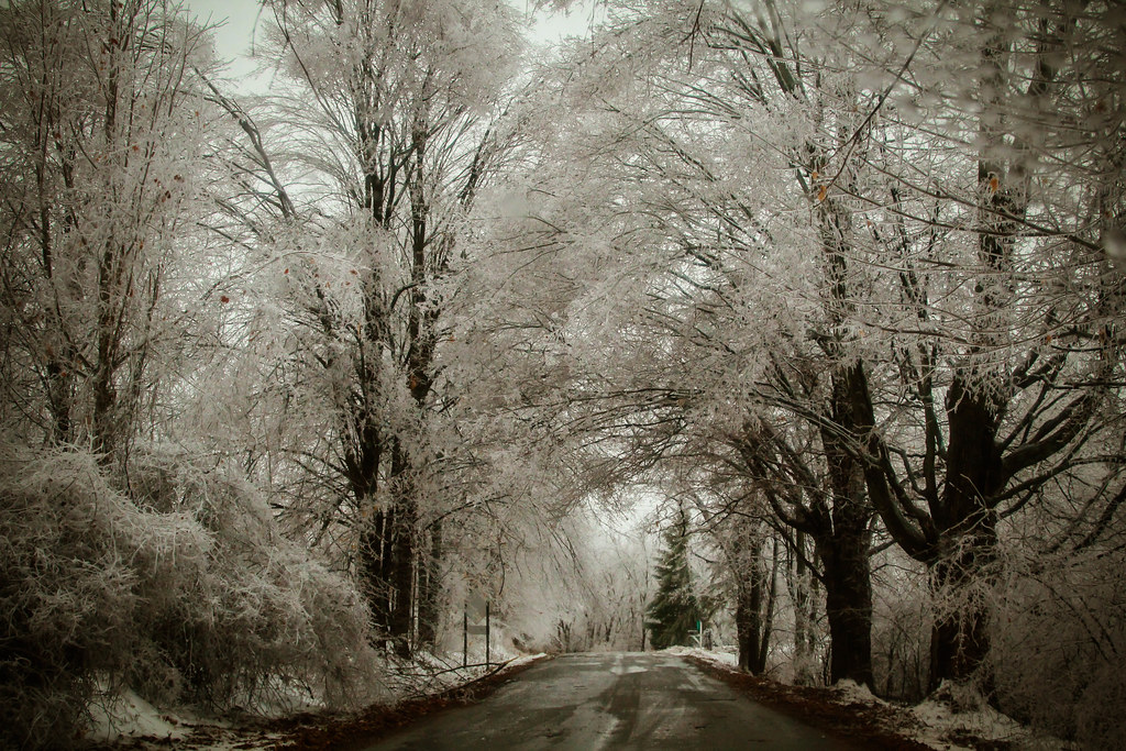 Tree branches coated and broken under heavy ice after a winter storm