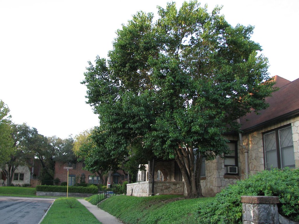Cleanly pruned tree with a balanced crown after trimming