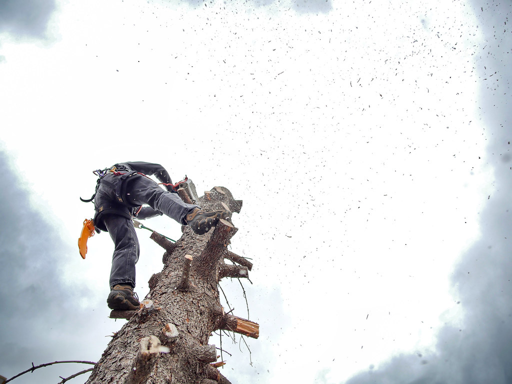 Climber working aloft in a tree during a sectional removal